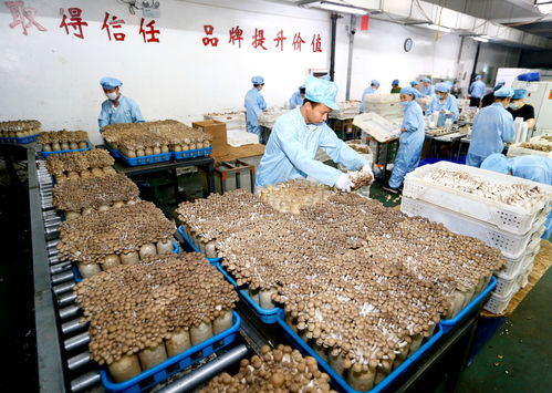 青島即墨區(qū) 生物科技驅(qū)動工廠化食用菌栽培，暢銷海外市場